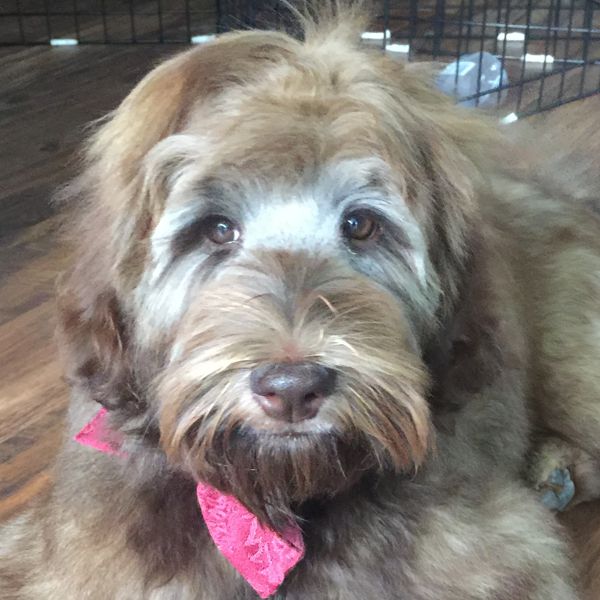 Maggie: Australian Labradoodle BC