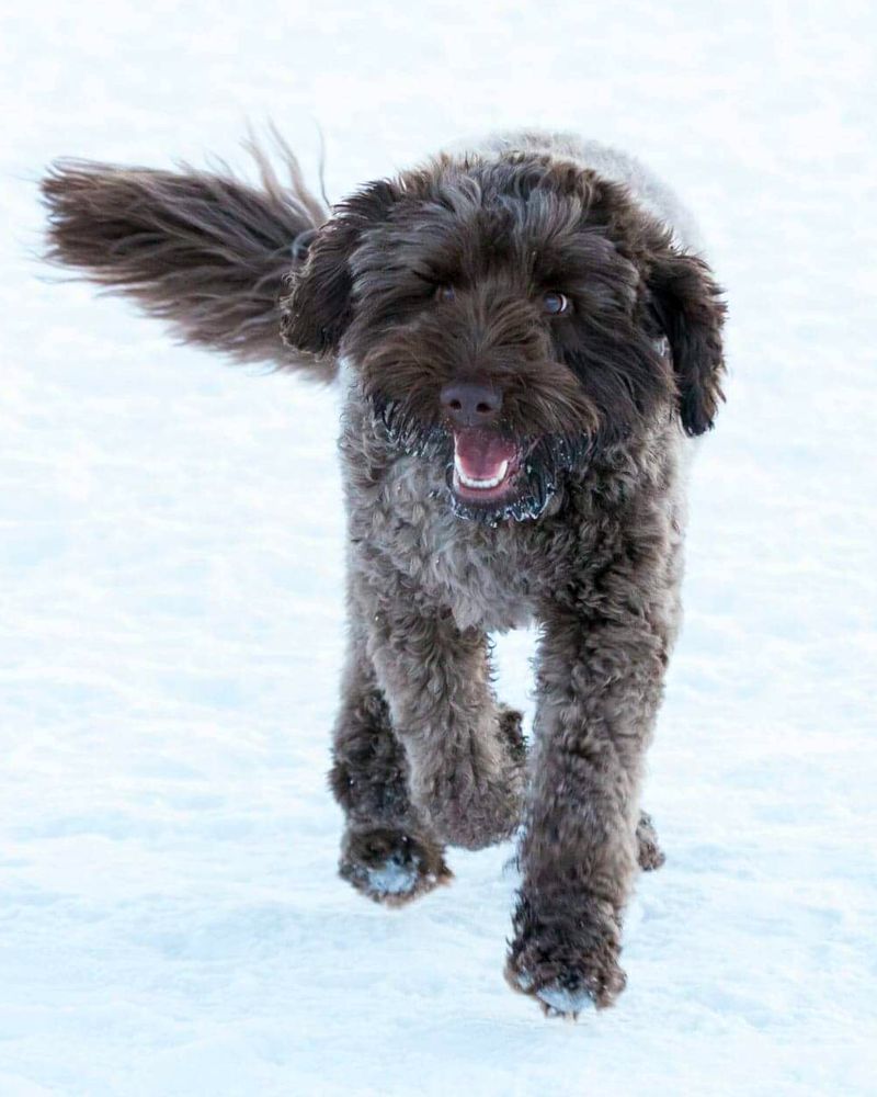 Associated Labradoodle Breeder