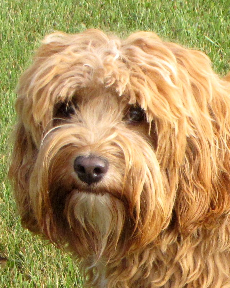 Labradoodle-grooming.jpg